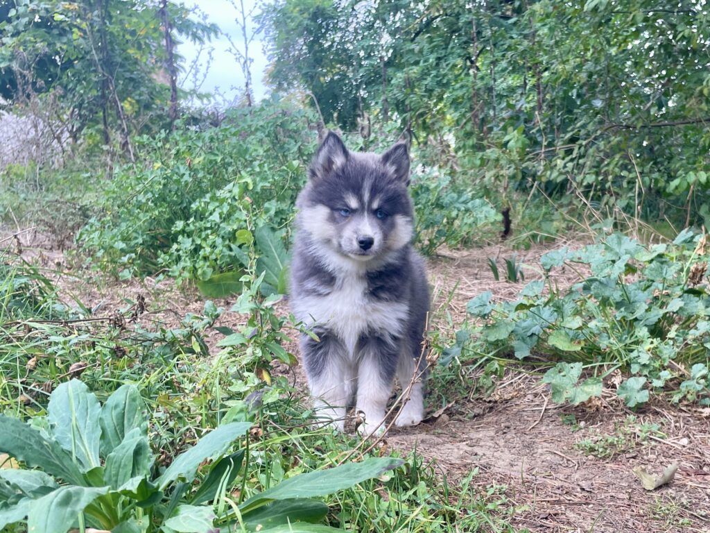 Elevage Deep Blue Eyes - Toulouse - Chiot Berger Américain Miniature