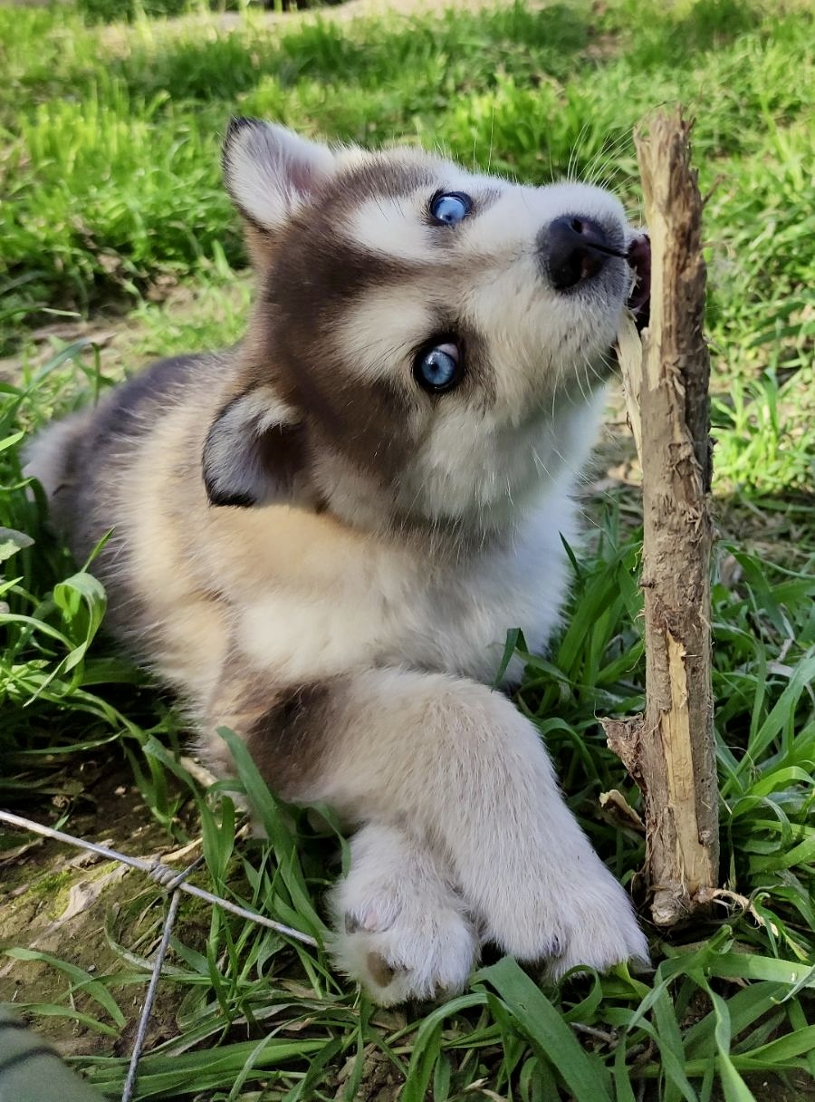 Elevage Deep Blue Eyes - Toulouse - Chiot Berger Américain Miniature