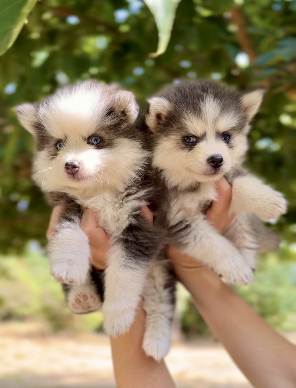 Différence entre chien mâle et femelle
