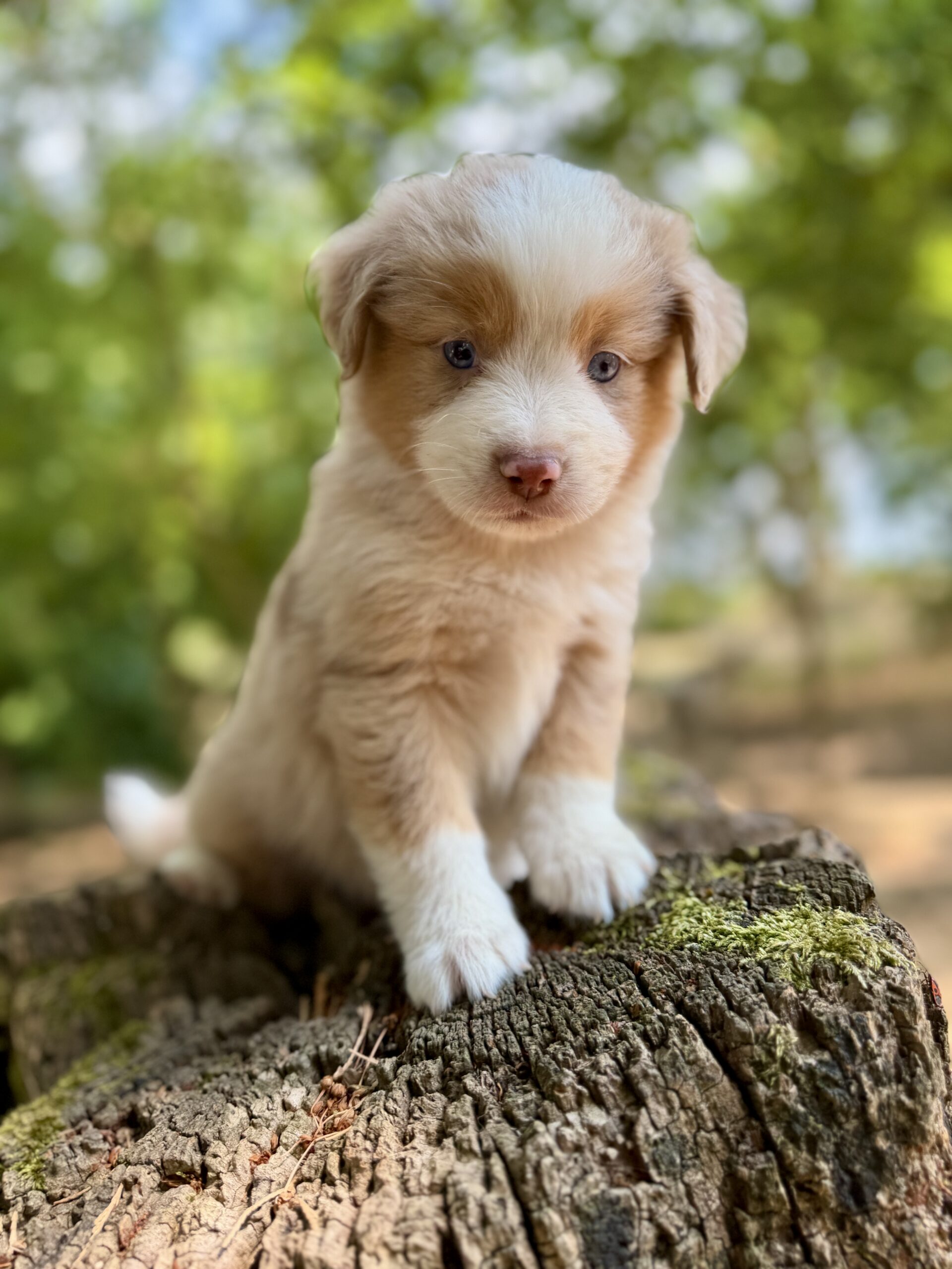 Accueil du chiot Berger Americian Miniature Pomsky et teckel nain