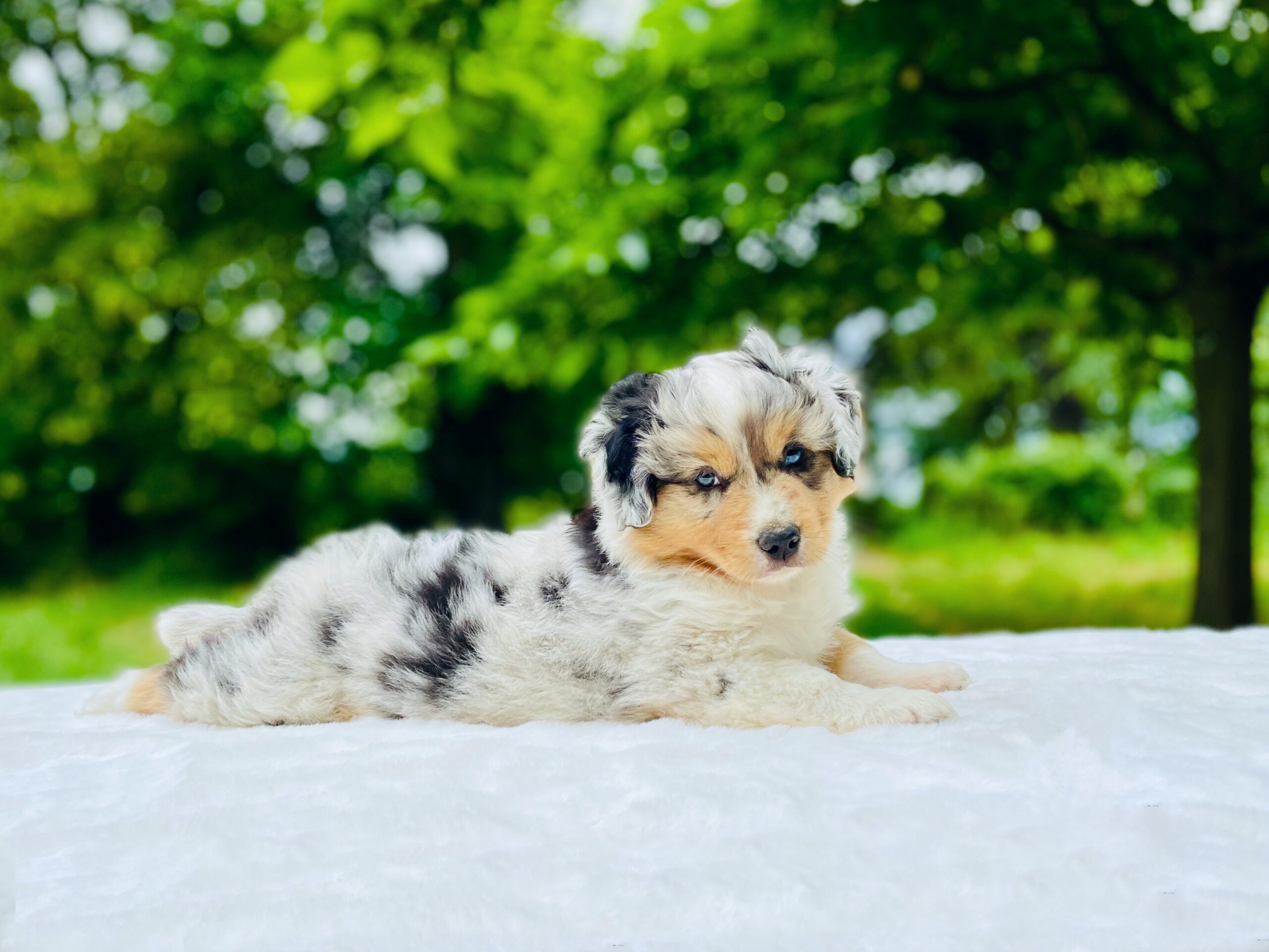 Elevage Deep Blue Eyes - Toulouse - Chiot Berger Américain Miniature