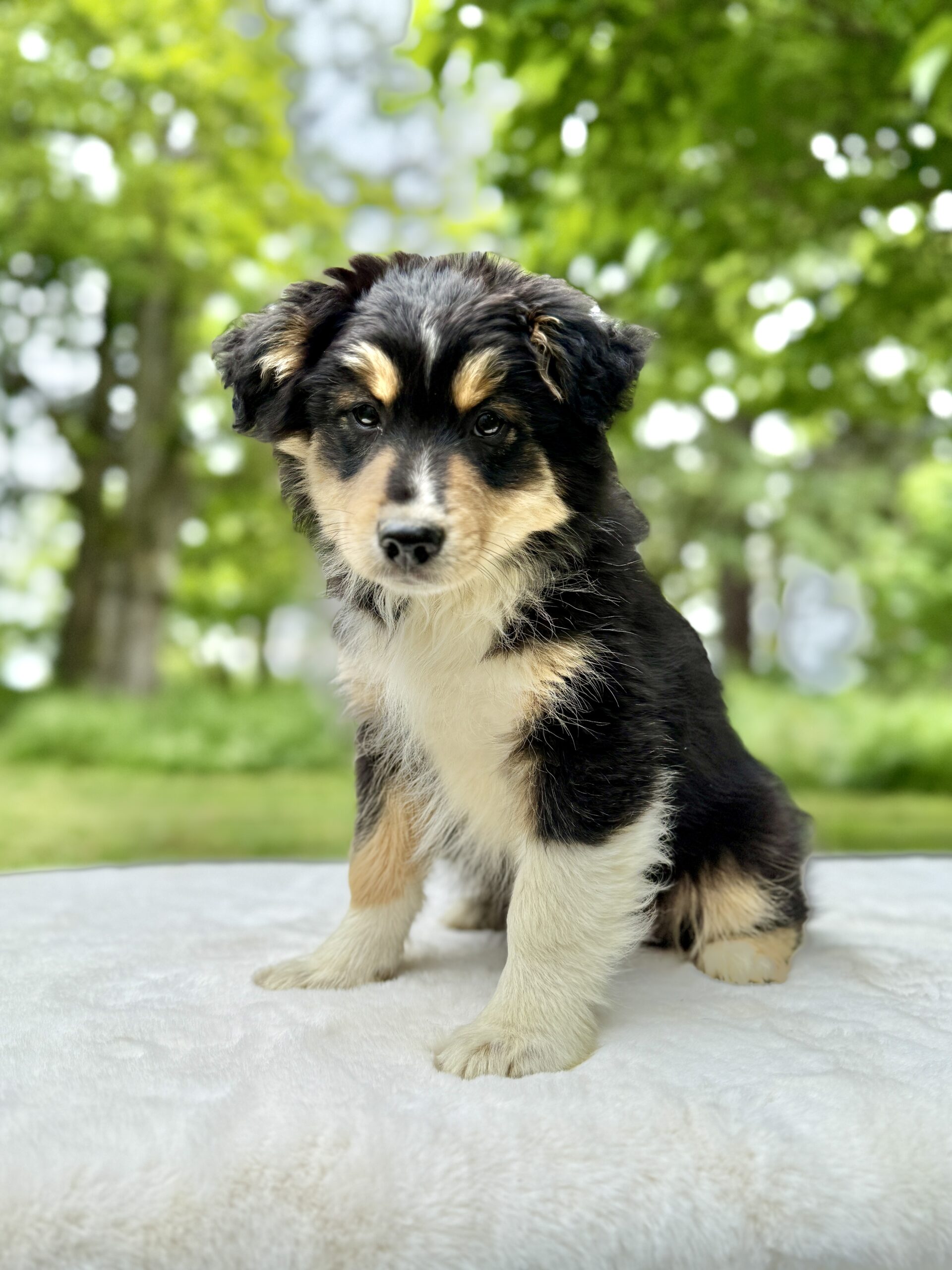Elevage Deep Blue Eyes - Toulouse - Chiot Berger Américain Miniature Pomsky