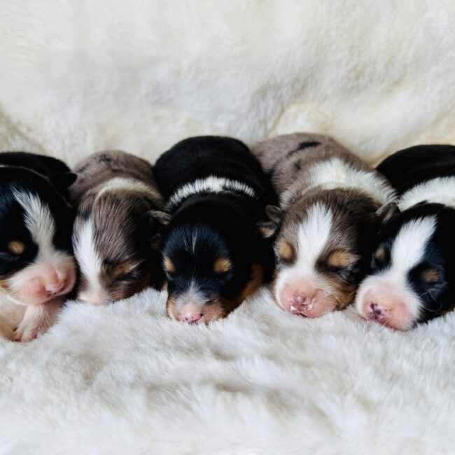 Elevage Deep Blue Eyes - Toulouse - Chiot Berger Américain Miniature Pomsky