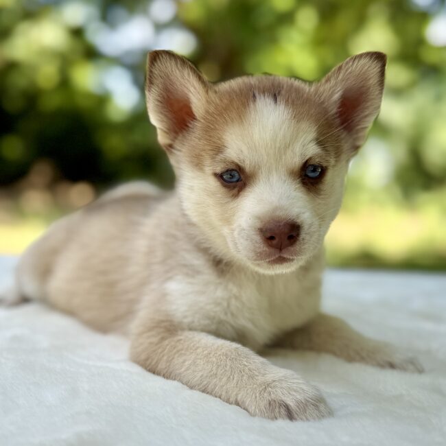 Elevage Deep Blue Eyes - Toulouse - Chiot Berger Américain Miniature Pomsky