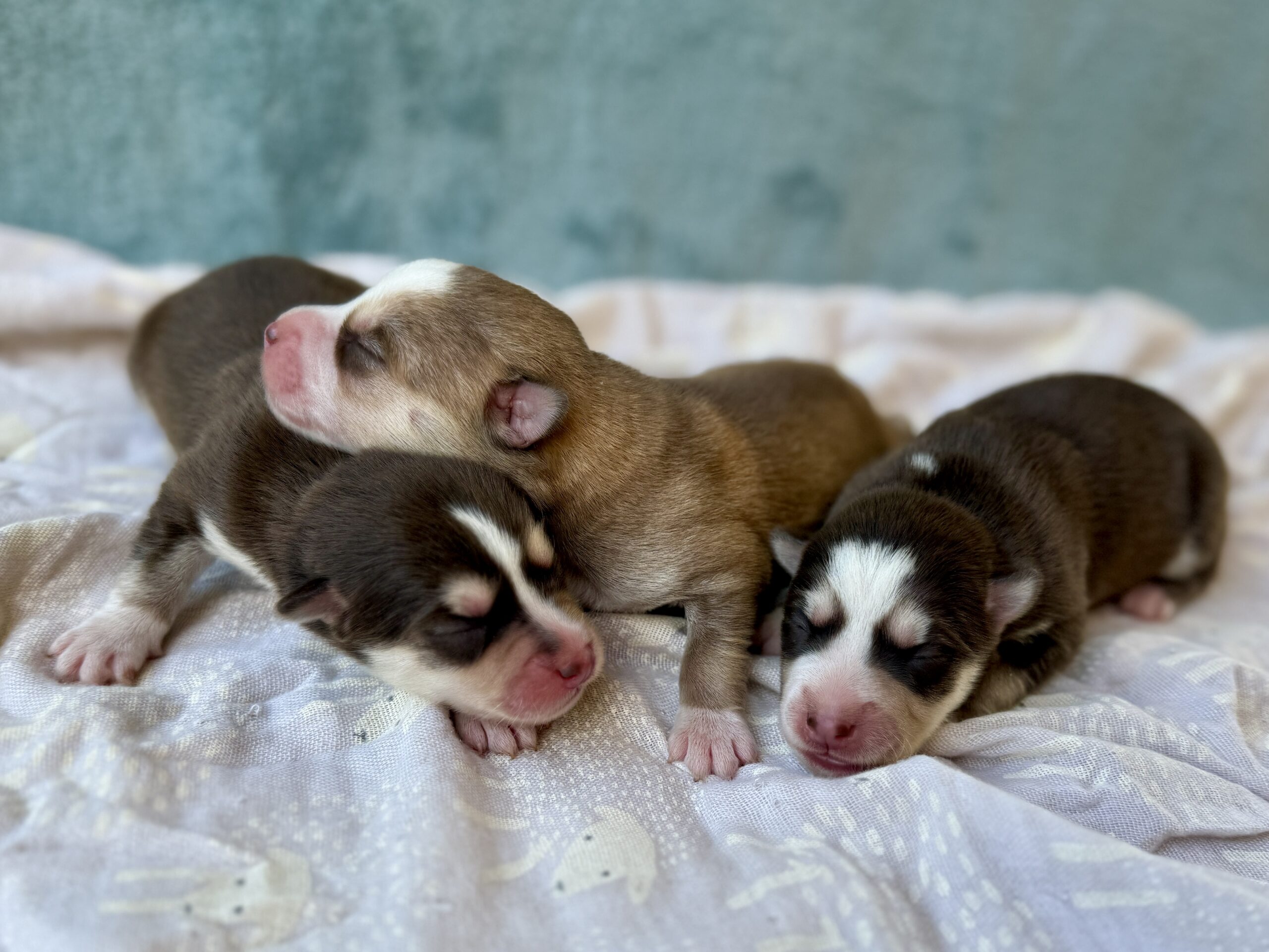 Elevage Deep Blue Eyes - Toulouse - Chiot Berger Américain Miniature Pomsky