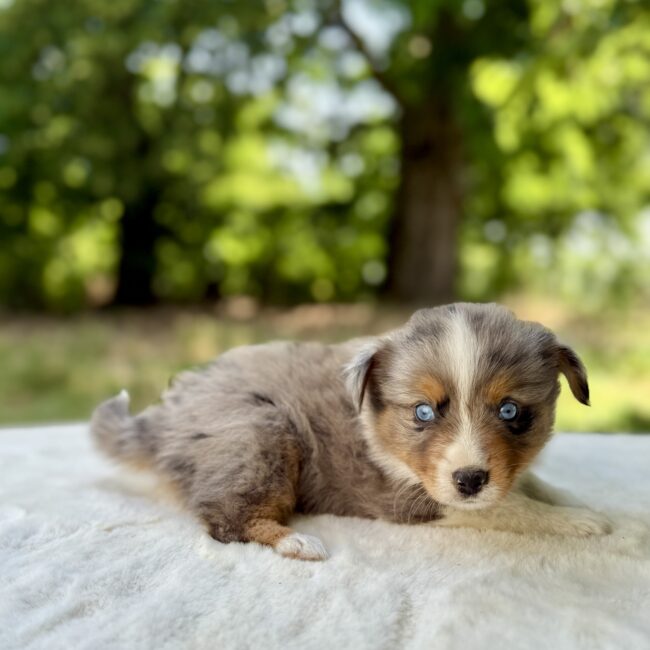 Elevage Deep Blue Eyes - Toulouse - Chiot Berger Américain Miniature Pomsky