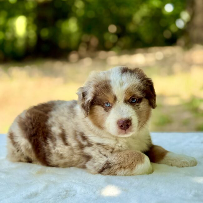 Elevage Deep Blue Eyes - Toulouse - Chiot Berger Américain Miniature Pomsky
