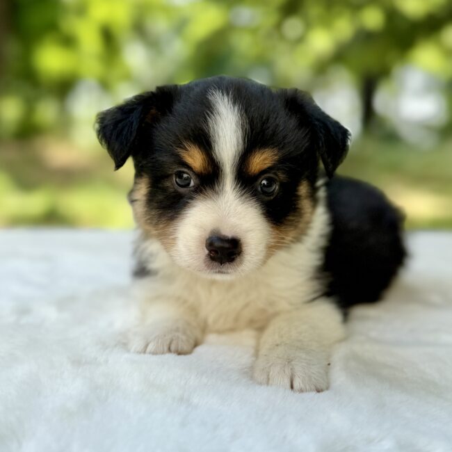 Elevage Deep Blue Eyes - Toulouse - Chiot Berger Américain Miniature Pomsky