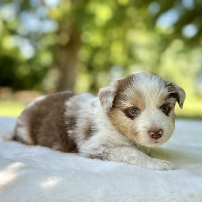 Elevage Deep Blue Eyes - Toulouse - Chiot Berger Américain Miniature Pomsky