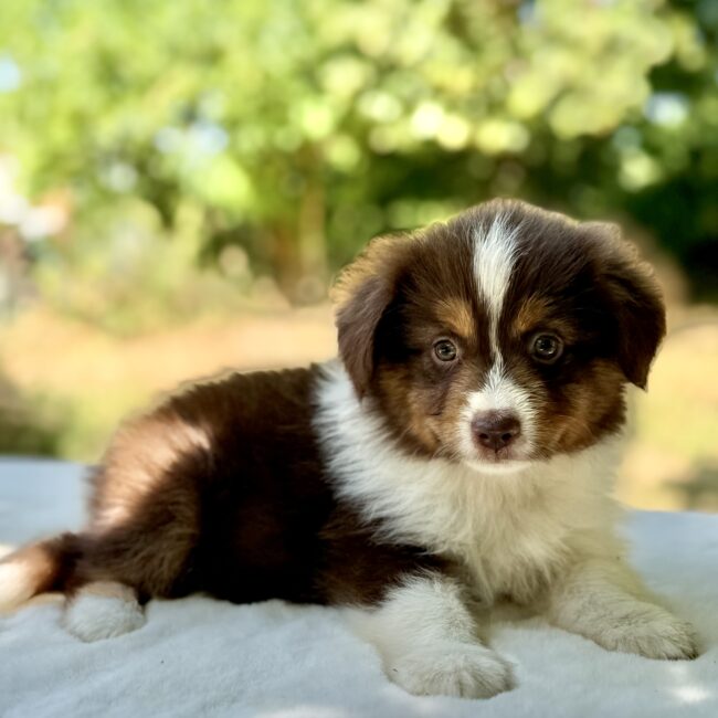 Elevage Deep Blue Eyes - Toulouse - Chiot Berger Américain Miniature Pomsky