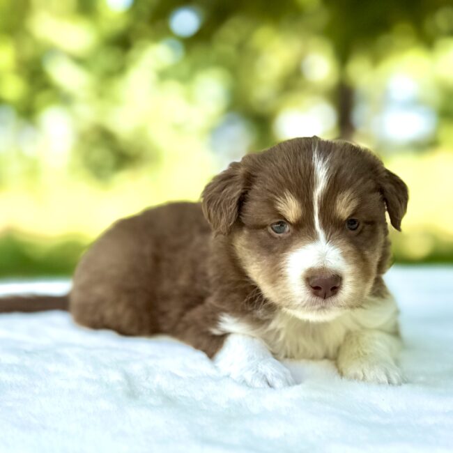 Elevage Deep Blue Eyes - Toulouse - Chiot Berger Américain Miniature Pomsky