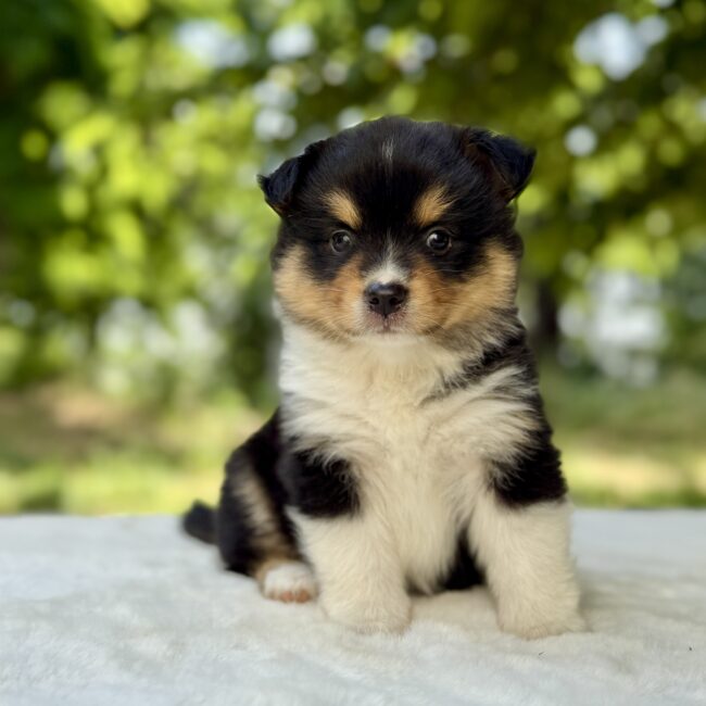 Elevage Deep Blue Eyes - Toulouse - Chiot Berger Américain Miniature Pomsky