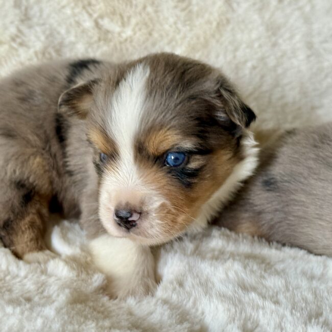 Elevage Deep Blue Eyes - Toulouse - Chiot Berger Américain Miniature Pomsky