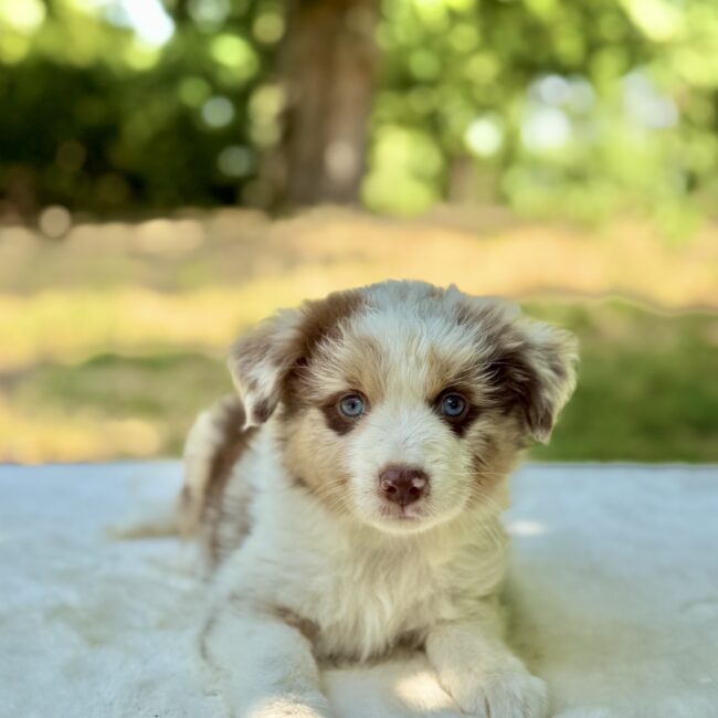 Elevage Deep Blue Eyes - Toulouse - Chiot Berger Américain Miniature Pomsky
