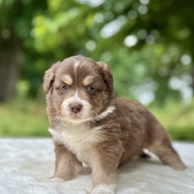 Elevage Deep Blue Eyes - Toulouse - Chiot Berger Américain Miniature Pomsky