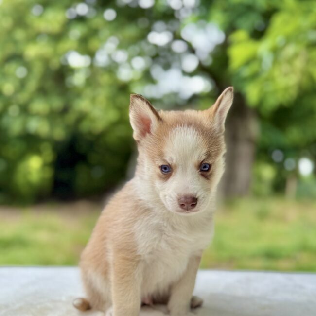 Elevage Deep Blue Eyes - Toulouse - Chiot Berger Américain Miniature Pomsky