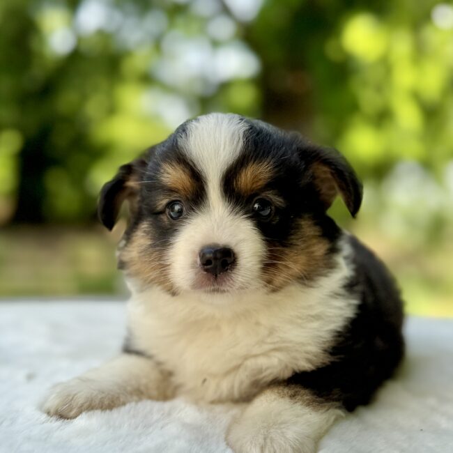 Elevage Deep Blue Eyes - Toulouse - Chiot Berger Américain Miniature Pomsky