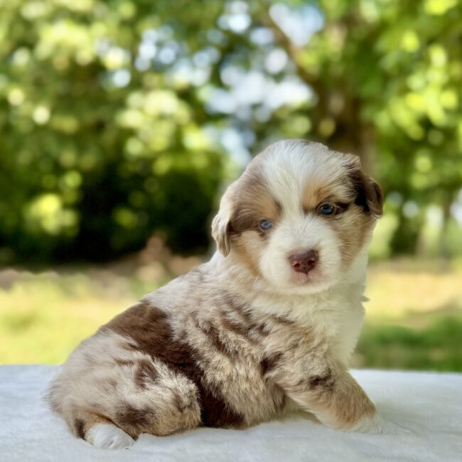 Elevage Deep Blue Eyes - Toulouse - Chiot Berger Américain Miniature Pomsky