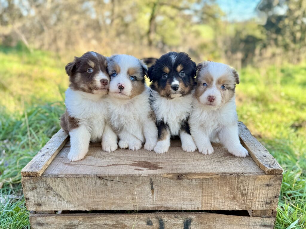 Elevage Deep Blue Eyes - Toulouse - Chiot Berger Américain Miniature Pomsky Teckel