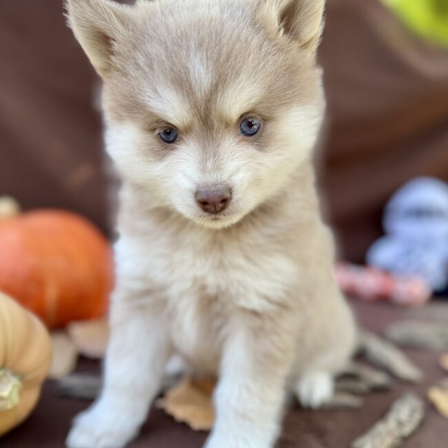 Elevage Deep Blue Eyes - Toulouse - Chiot Berger Américain Miniature Pomsky Teckel