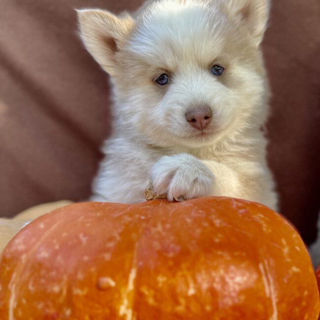 Elevage Deep Blue Eyes - Toulouse - Chiot Berger Américain Miniature Pomsky Teckel