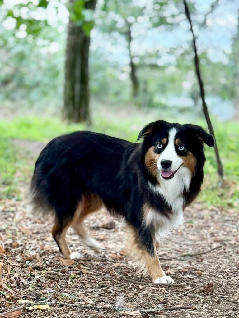 Triska, chienne adulte Berger americian miniature noire tricolore avec les yeux bleus