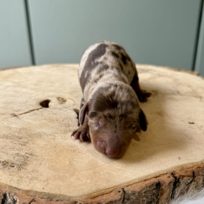 Elevage Deep Blue Eyes - Toulouse - Chiot Berger Américain Miniature Pomsky Teckel