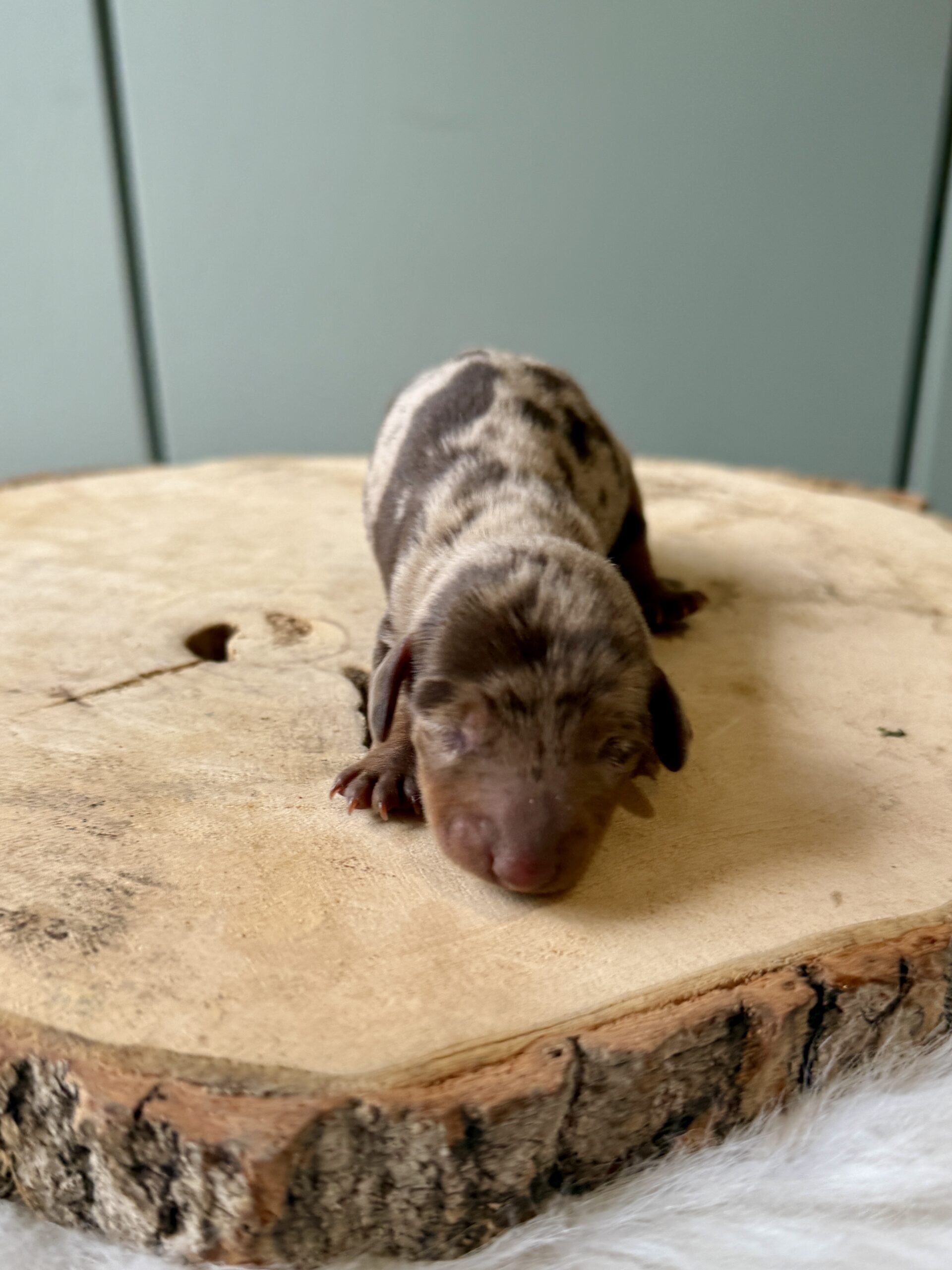 Elevage Deep Blue Eyes - Toulouse - Chiot Berger Américain Miniature Pomsky Teckel