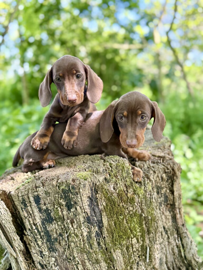 Elevage Deep Blue Eyes - Toulouse - Chiot Berger Américain Miniature Pomsky Teckel