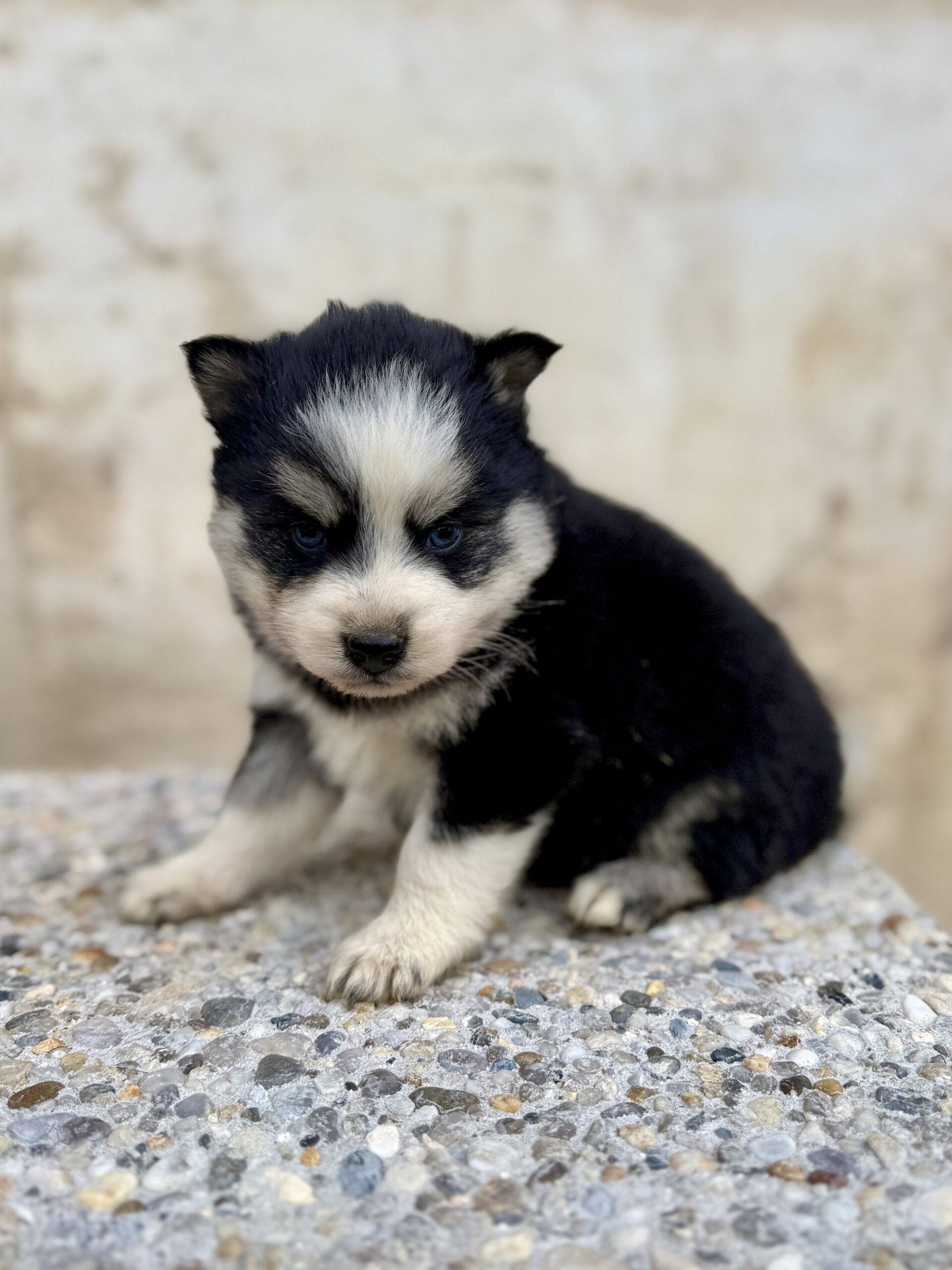 Elevage Deep Blue Eyes - Toulouse - Chiot Berger Américain Miniature et Pomsky