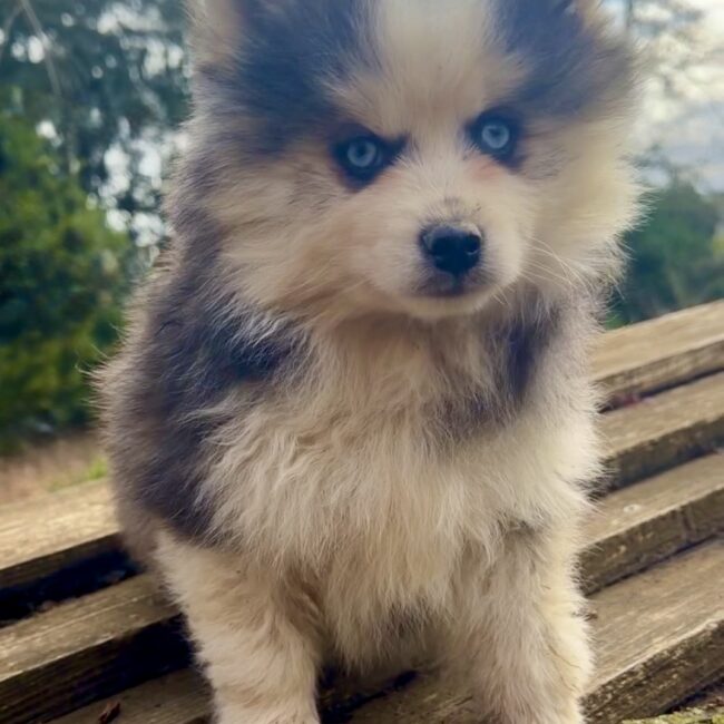 Elevage Deep Blue Eyes - Toulouse - Chiot Berger Américain Miniature et Pomsky