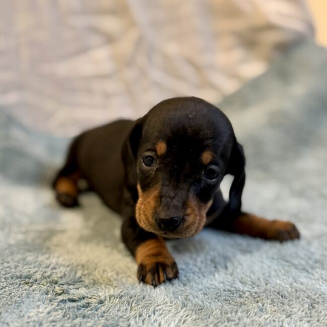 Elevage Deep Blue Eyes - Toulouse - Chiot Berger Américain Miniature Pomsky Teckel