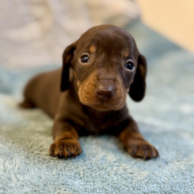 Elevage Deep Blue Eyes - Toulouse - Chiot Berger Américain Miniature Pomsky Teckel