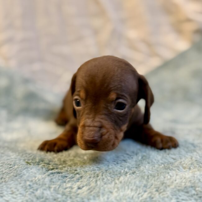 Elevage Deep Blue Eyes - Toulouse - Chiot Berger Américain Miniature Pomsky Teckel