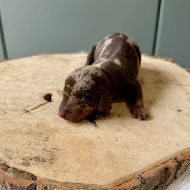 Elevage Deep Blue Eyes - Toulouse - Chiot Berger Américain Miniature Pomsky Teckel