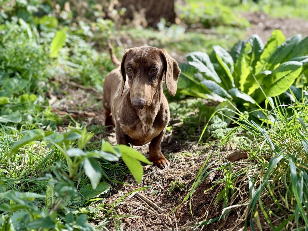 Elevage Deep Blue Eyes - Toulouse - Chiot Berger Américain Miniature Pomsky Teckel