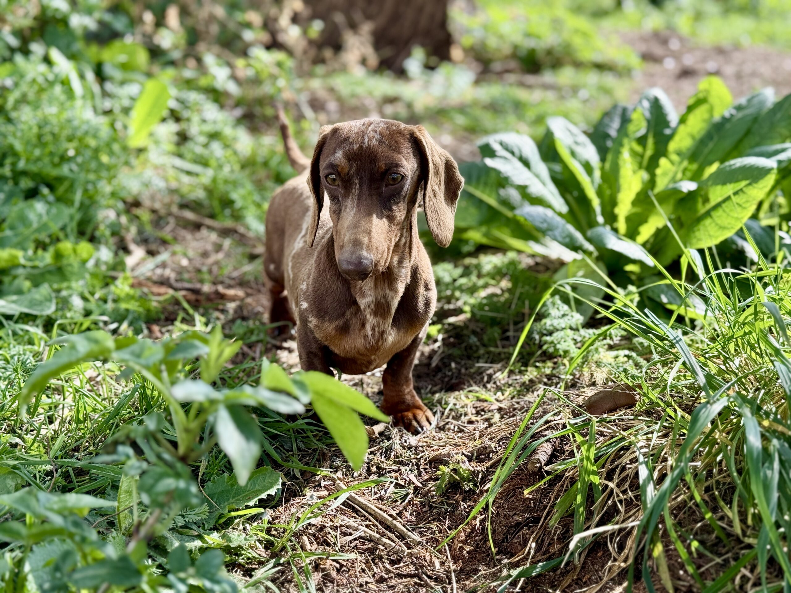 Elevage Deep Blue Eyes - Toulouse - Chiot Berger Américain Miniature Pomsky Teckel