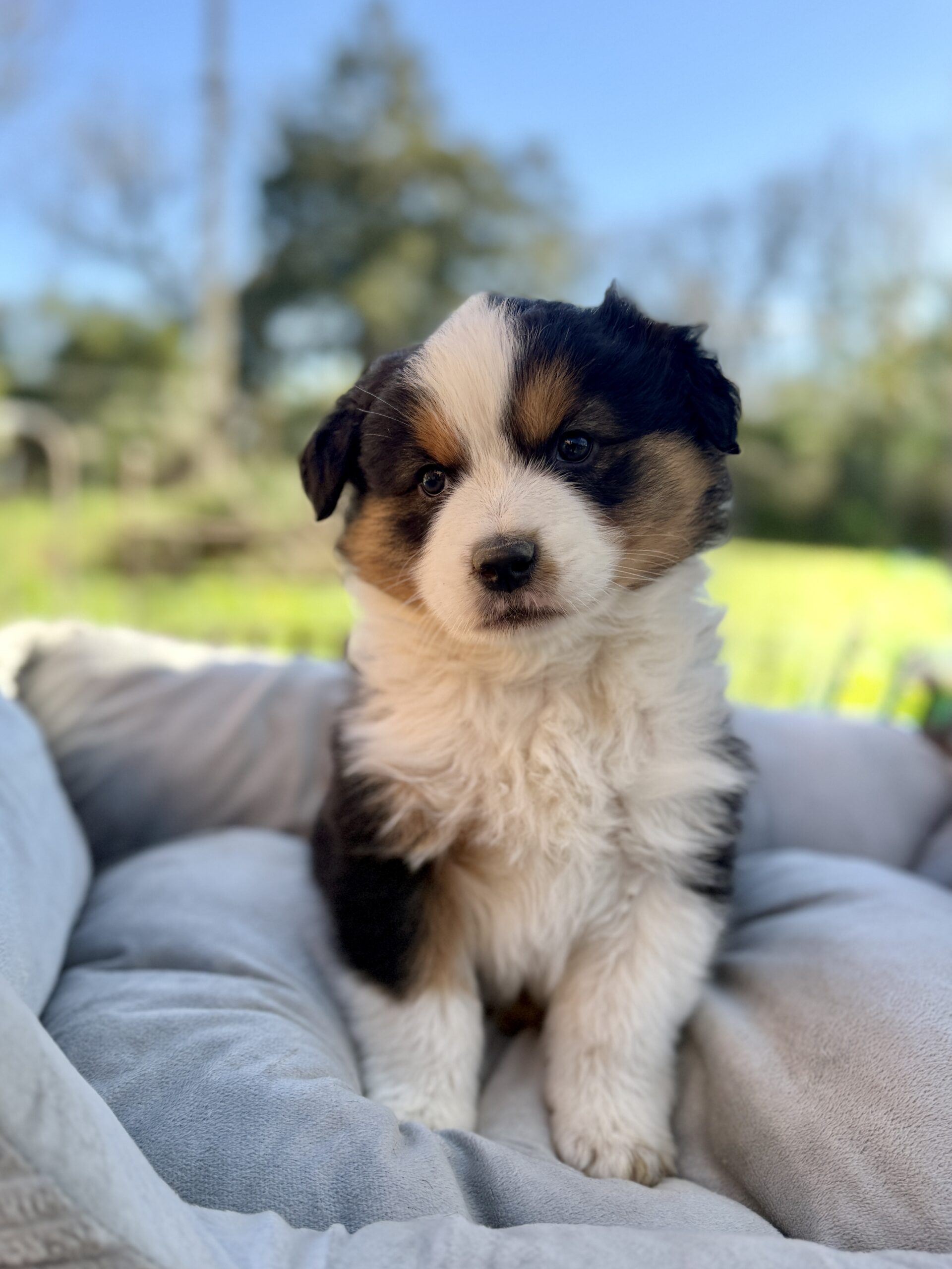 Elevage Deep Blue Eyes - Toulouse - Chiot Berger Américain Miniature Pomsky Teckel