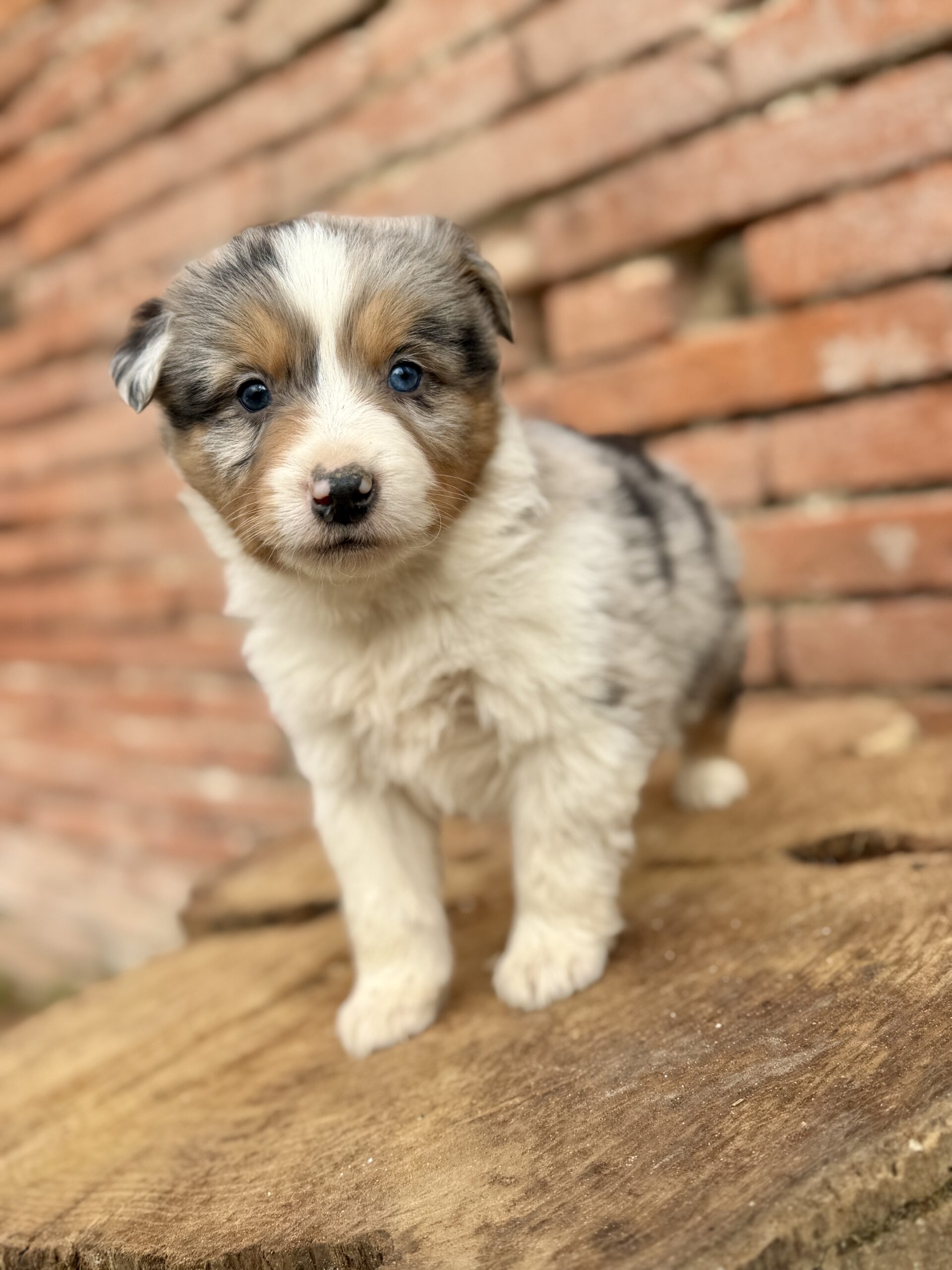 Elevage Deep Blue Eyes - Toulouse - Chiot Berger Américain Miniature Pomsky Teckel