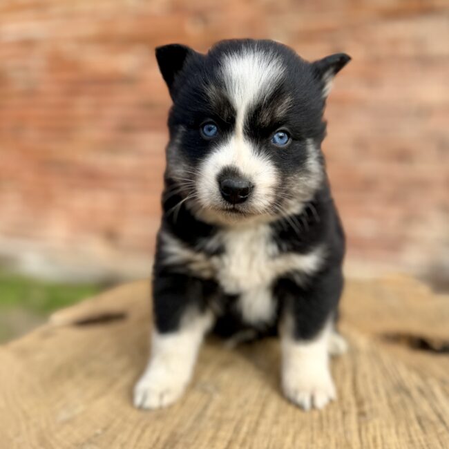 Elevage Deep Blue Eyes - Toulouse - Chiot Berger Américain Miniature Pomsky Teckel