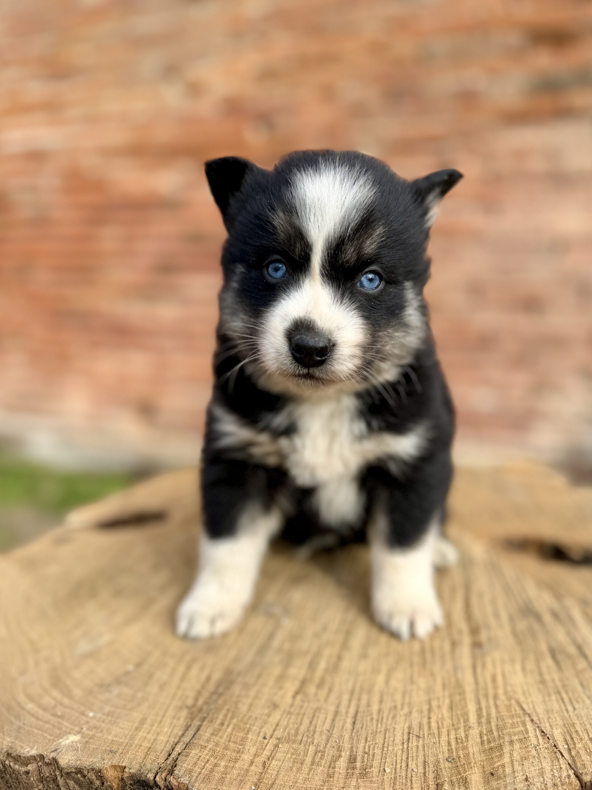 Elevage Deep Blue Eyes - Toulouse - Chiot Berger Américain Miniature Pomsky Teckel