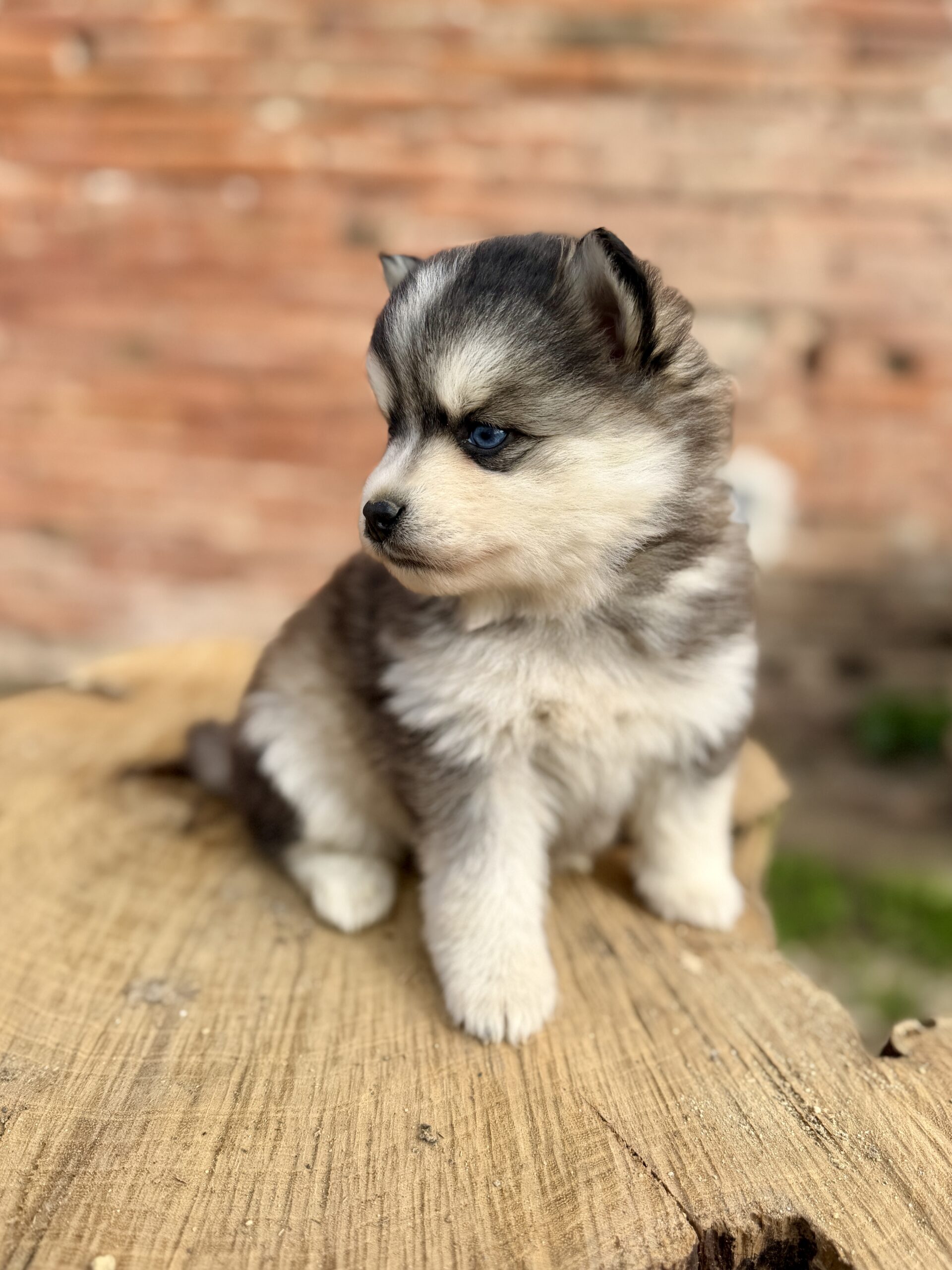 Elevage Deep Blue Eyes - Toulouse - Chiot Berger Américain Miniature Pomsky Teckel
