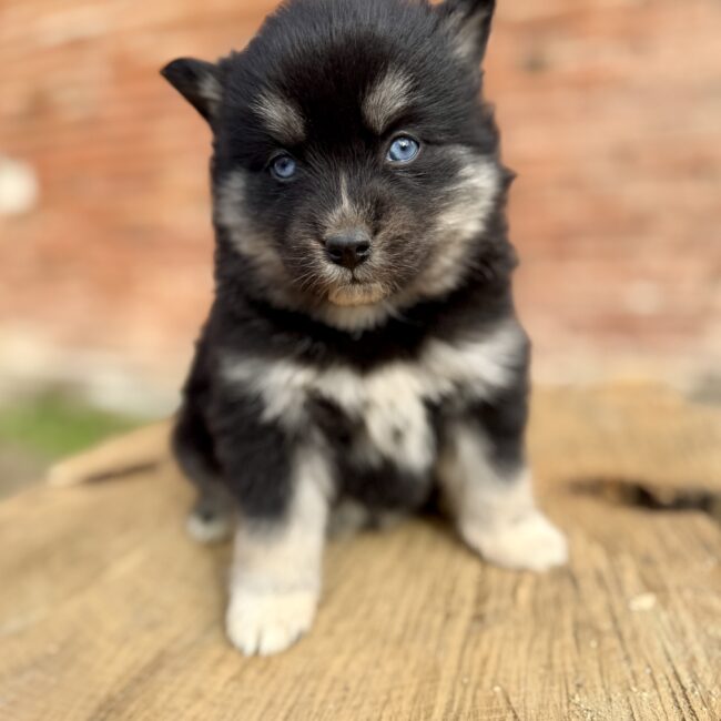 Elevage Deep Blue Eyes - Toulouse - Chiot Berger Américain Miniature Pomsky Teckel