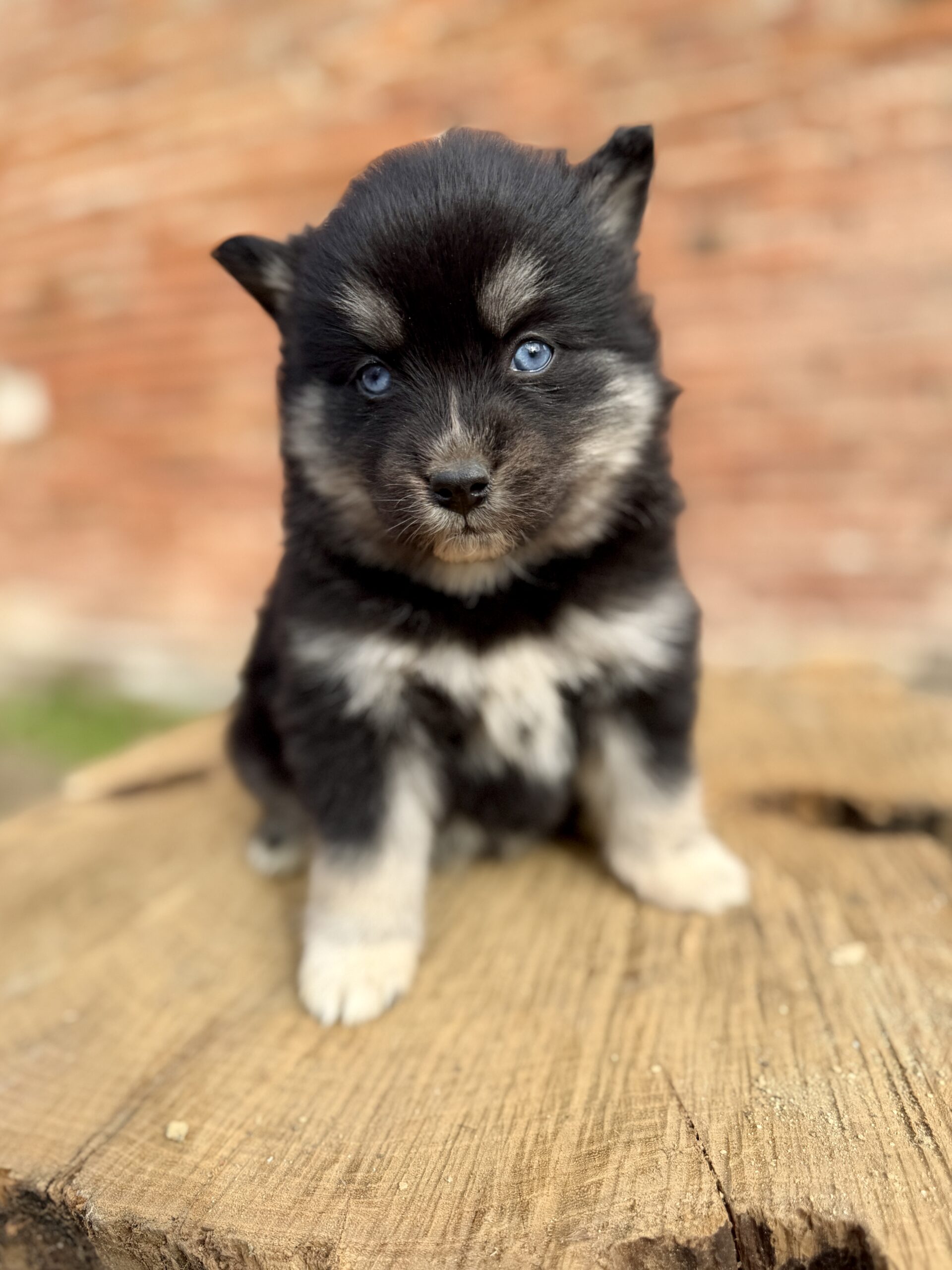 Elevage Deep Blue Eyes - Toulouse - Chiot Berger Américain Miniature Pomsky Teckel