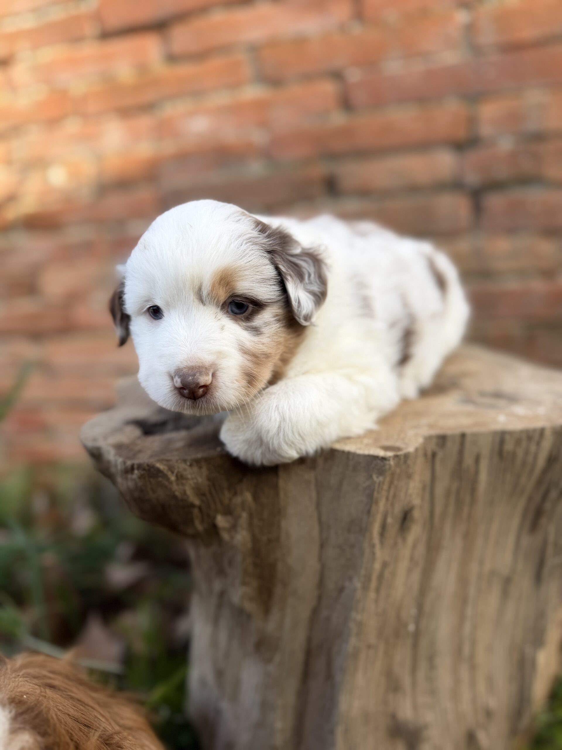 Elevage Deep Blue Eyes - Toulouse - Chiot Berger Américain Miniature Pomsky Teckel