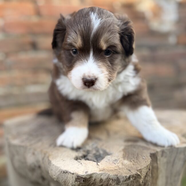 Elevage Deep Blue Eyes - Toulouse - Chiot Berger Américain Miniature Pomsky Teckel