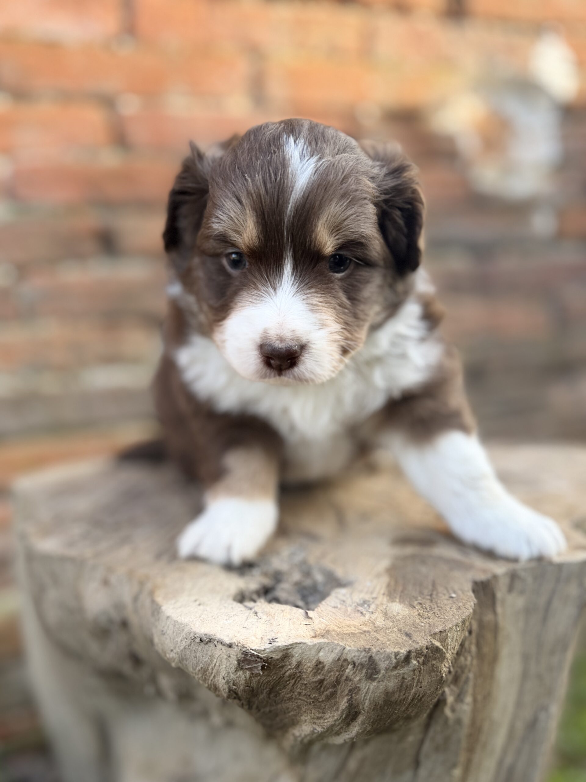 Elevage Deep Blue Eyes - Toulouse - Chiot Berger Américain Miniature Pomsky Teckel