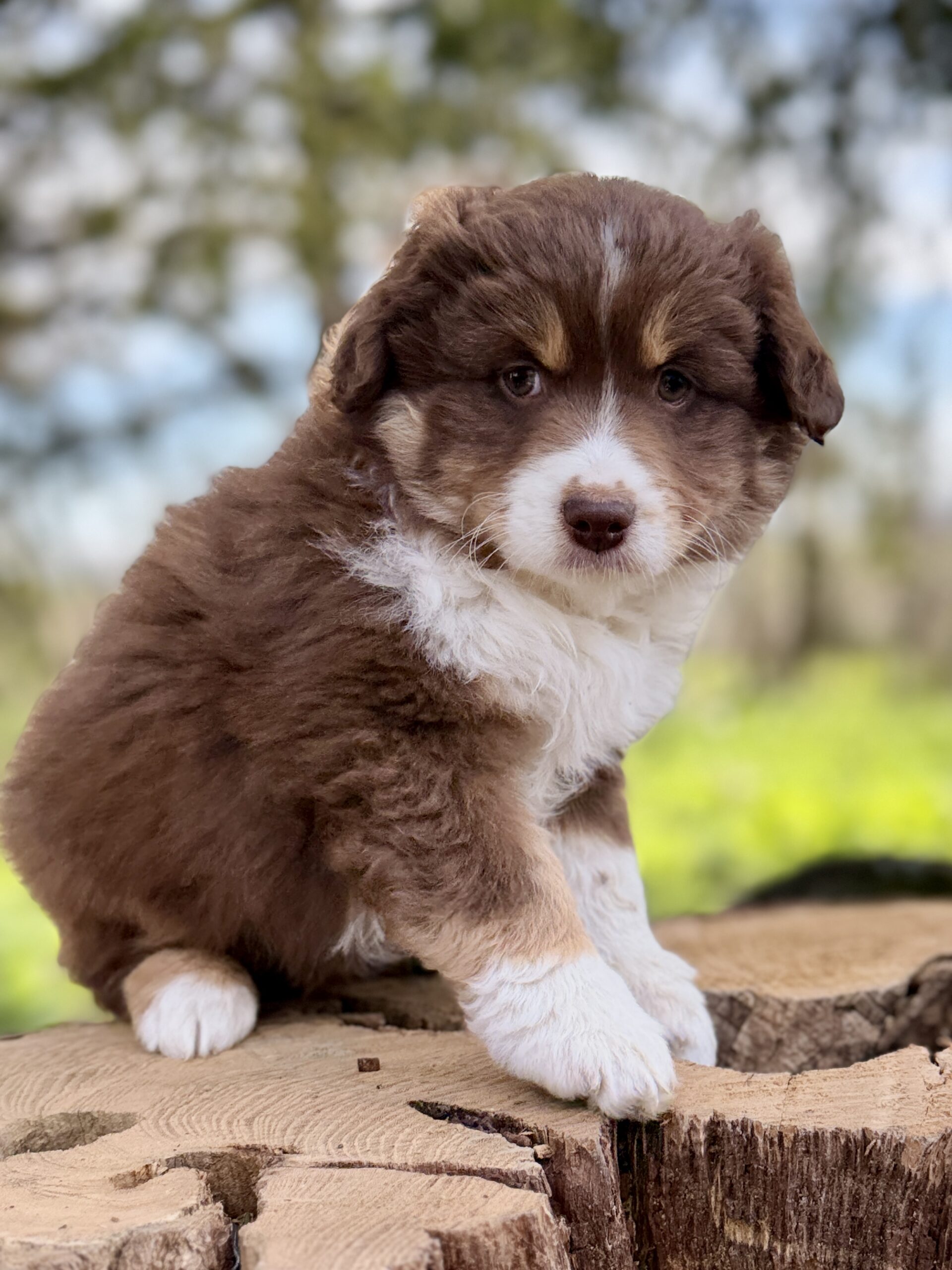 Elevage Deep Blue Eyes - Toulouse - Chiot Berger Américain Miniature Pomsky Teckel