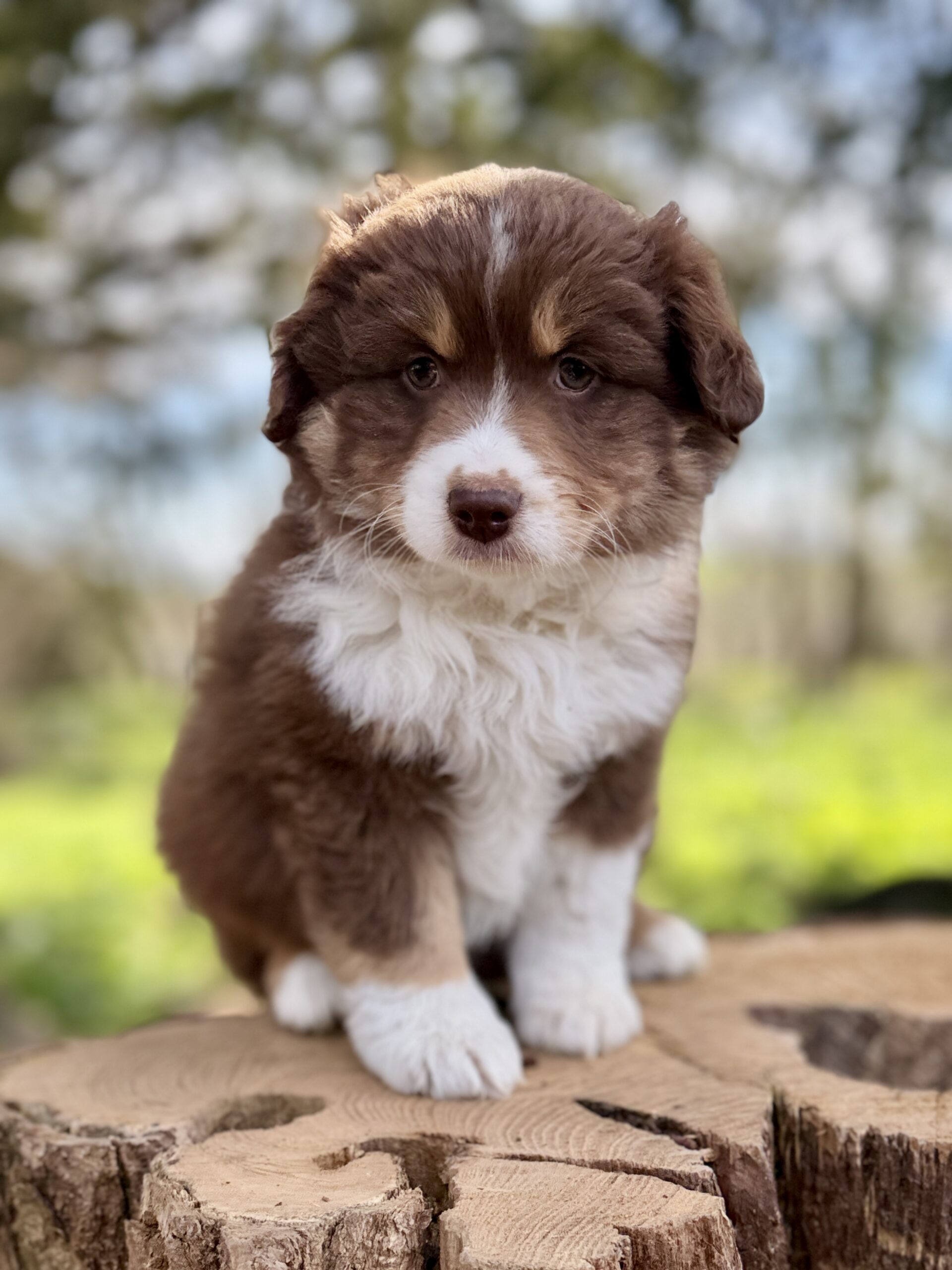 Elevage Deep Blue Eyes - Toulouse - Chiot Berger Américain Miniature Pomsky