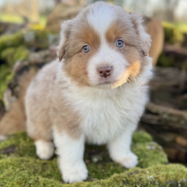 Elevage Deep Blue Eyes - Toulouse - Chiot Berger Américain Miniature Pomsky Teckel